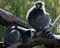 Ring-tailed Lemur