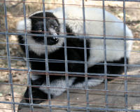 Black-and-white Ruffed Lemur