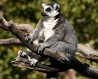 Ring-tailed Lemur