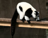 Black-and-white Ruffed Lemur