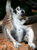 White-headed Lemur