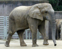 African Bush elephant