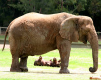 Asian elephant