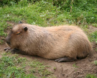 Capybara