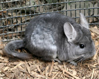 Long-tailed chinchilla