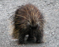 North American Porcupine