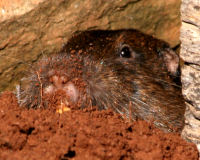 Botta's Pocket Gopher