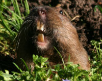 Botta's Pocket Gopher