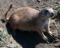 Black-tailed prairie dog