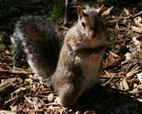 Eastern gray squirrel