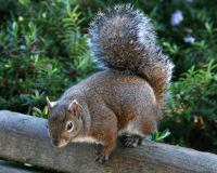 Eastern gray squirrel