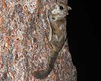 Northern flying squirrel