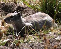 Belding's ground squirrel