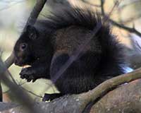 Eastern gray squirrel