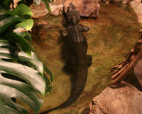 Dwarf crocodile