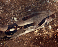 Boa constrictor