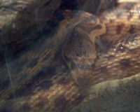 Gopher snake