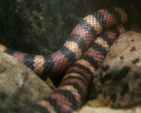 California mountain kingsnake