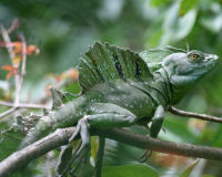 Plumed basilisk