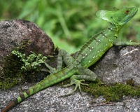 Plumed basilisk