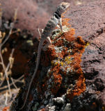 Desert collared lizard