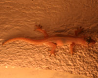 House gecko