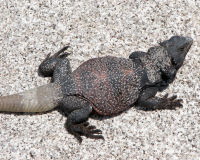 Common chuckwalla