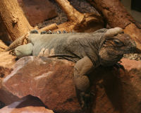 Rhinoceros iguana