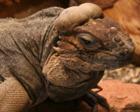 Rhinoceros iguana