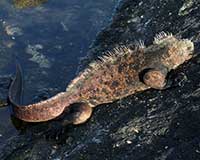 Marine iguana