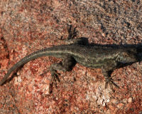 Western fence lizard