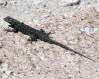 Western fence lizard