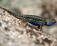 Western fence lizard