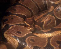 Ball python