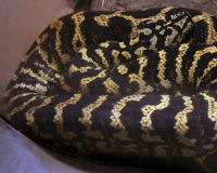 Carpet/diamond python