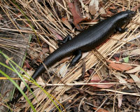 Land mullet