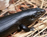 Land mullet