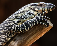 Lace Monitor