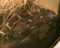 Northern Pacific rattlesnake