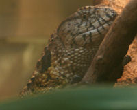 Chinese crocodile lizard