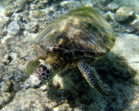 Green sea turtle