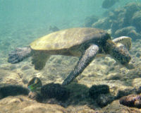 Green sea turtle