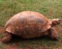 Galapagos Tortoise