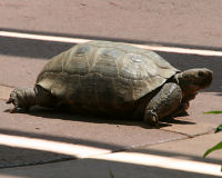 Desert Tortoise