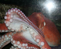 North Pacific giant octopus