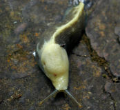 Pacific banana slug