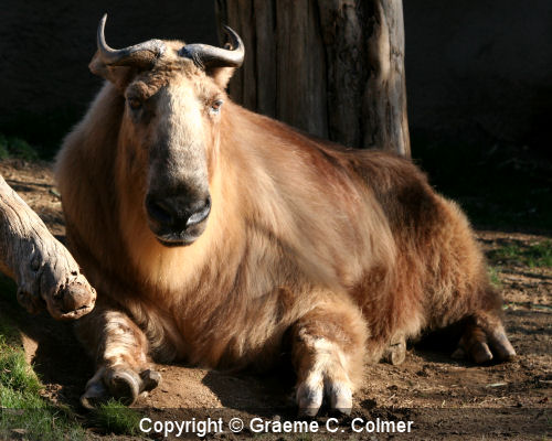 Takin (Budorcas taxicolor)